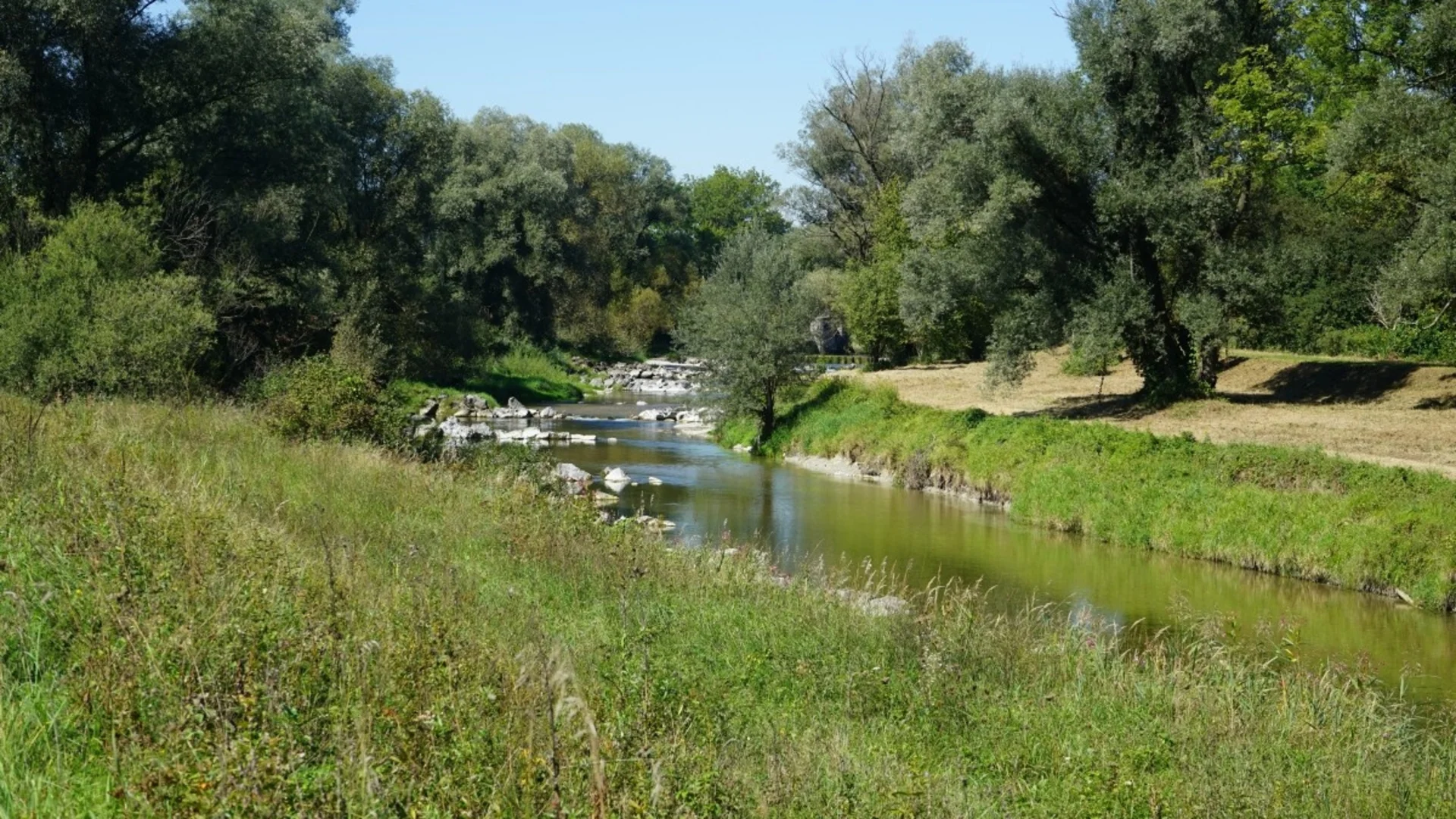 Fluss mit Bäumen und Gras an einem sonnigen Tag