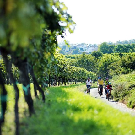 Family biking on a rural path through green vineyards on a sunny day