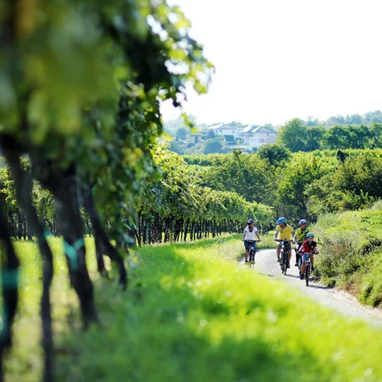 Familie fietst op een landweg door groene wijngaarden bij zonnig weer