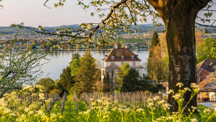 5 Radtouren durch den Thurgau © Stefan Somogyi Weinberg mit blühenden Bäumen und Haus am See im Frühjahr