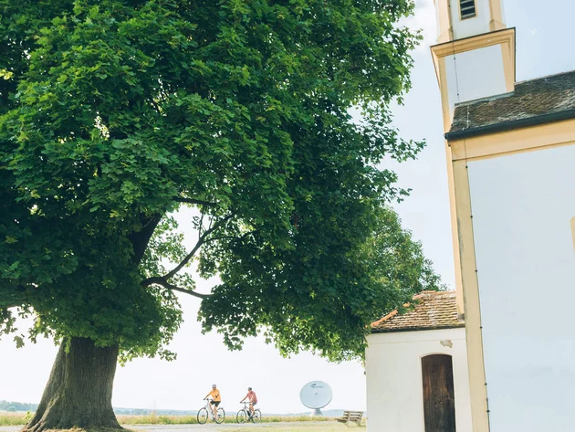 Großer Baum neben Kirche mit Radfahrern auf Weg bei Sonne