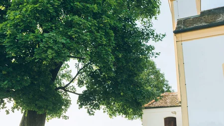 Großer Baum neben Kirche mit Radfahrern auf Weg bei Sonne