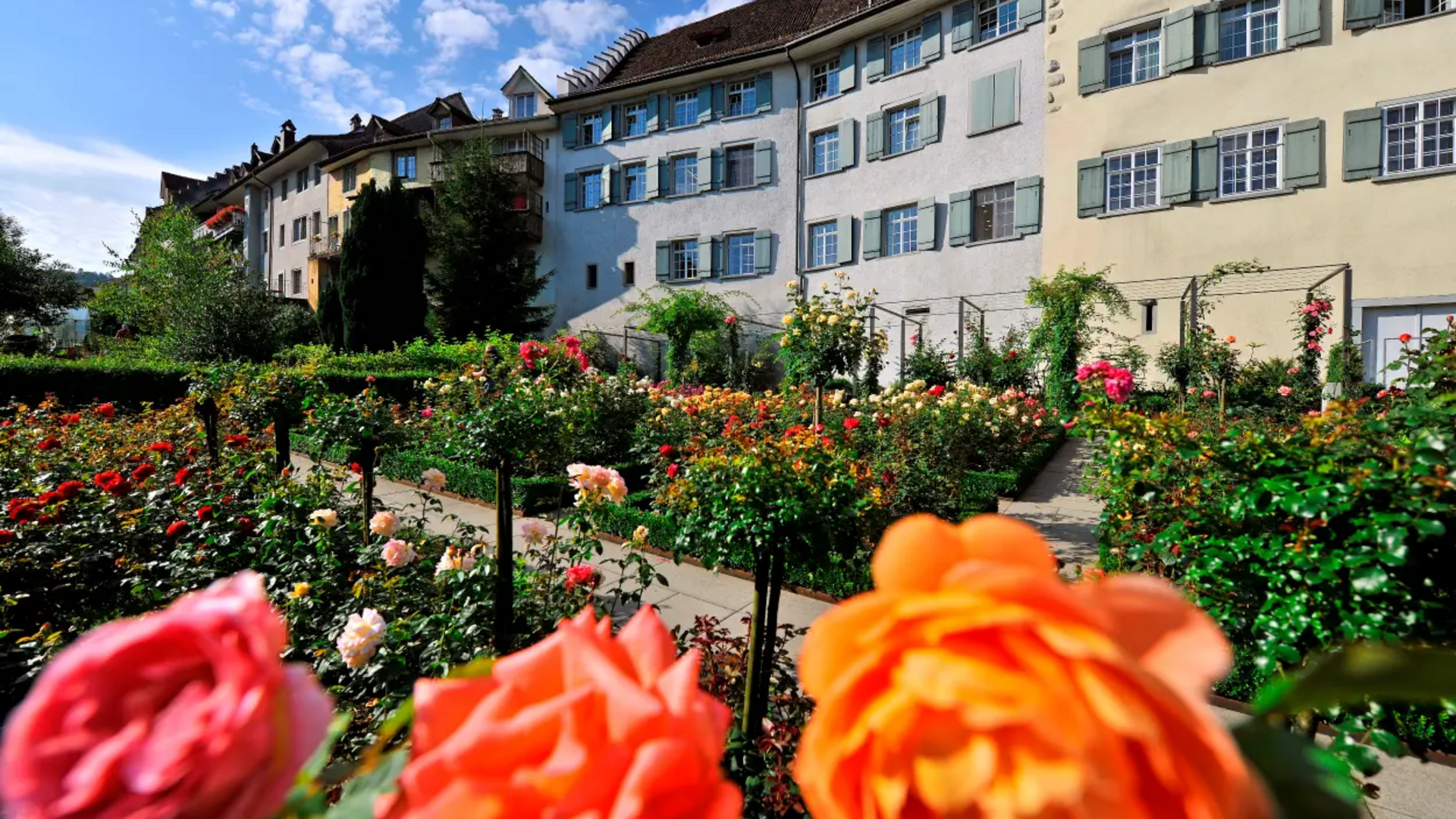 Colorful rose garden in front of historic houses on a sunny day