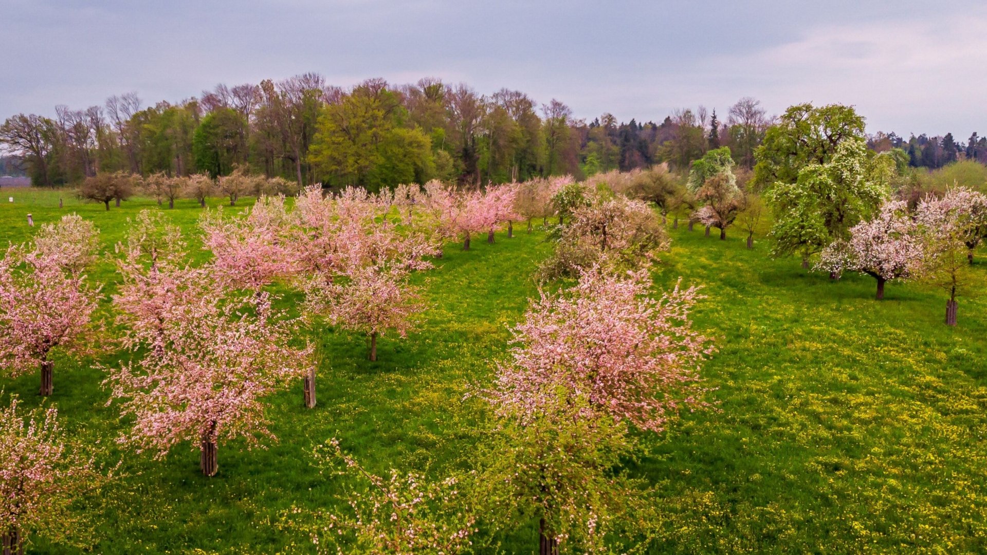 Blooming fruit trees in a green meadow under a cloudy sky