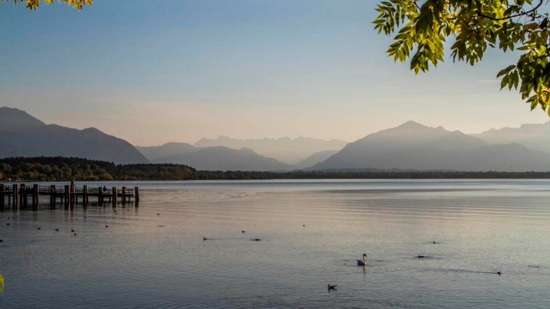 Lake with swans swimming and mountains in the background at sunset