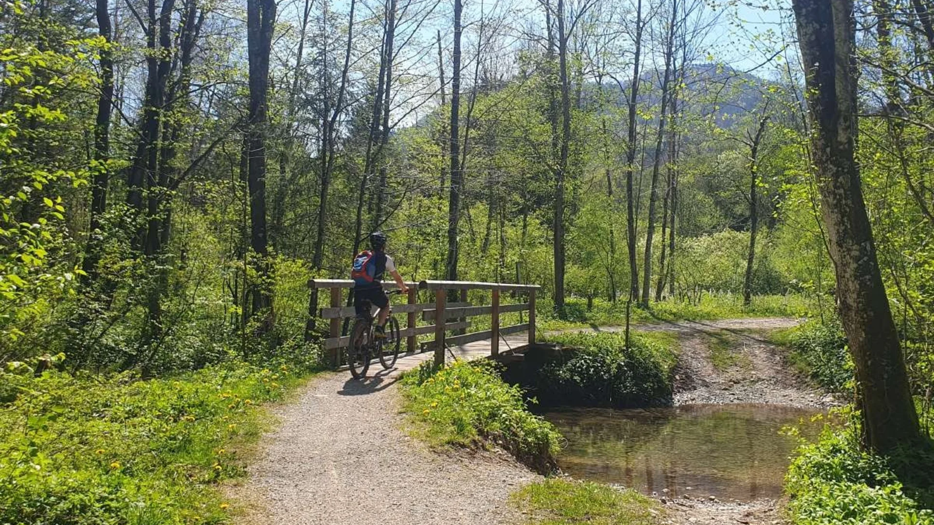 Person auf Fahrrad fährt über Holzbrücke im sonnigen Wald