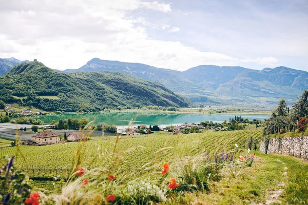 View of green vineyards and lake with mountains in the background