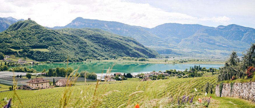 View of green vineyards and lake with mountains in the background