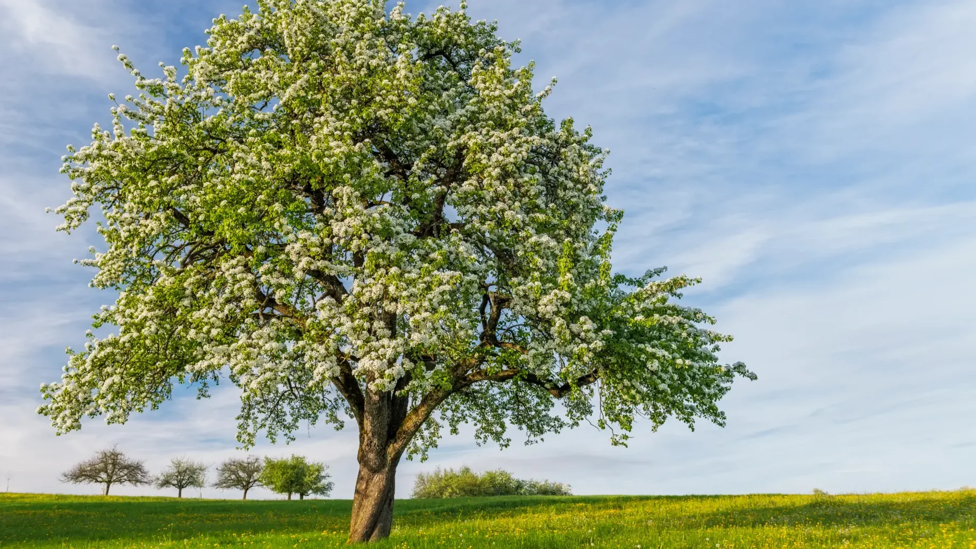 Bloeiende boom in groen weiland onder blauwe lucht