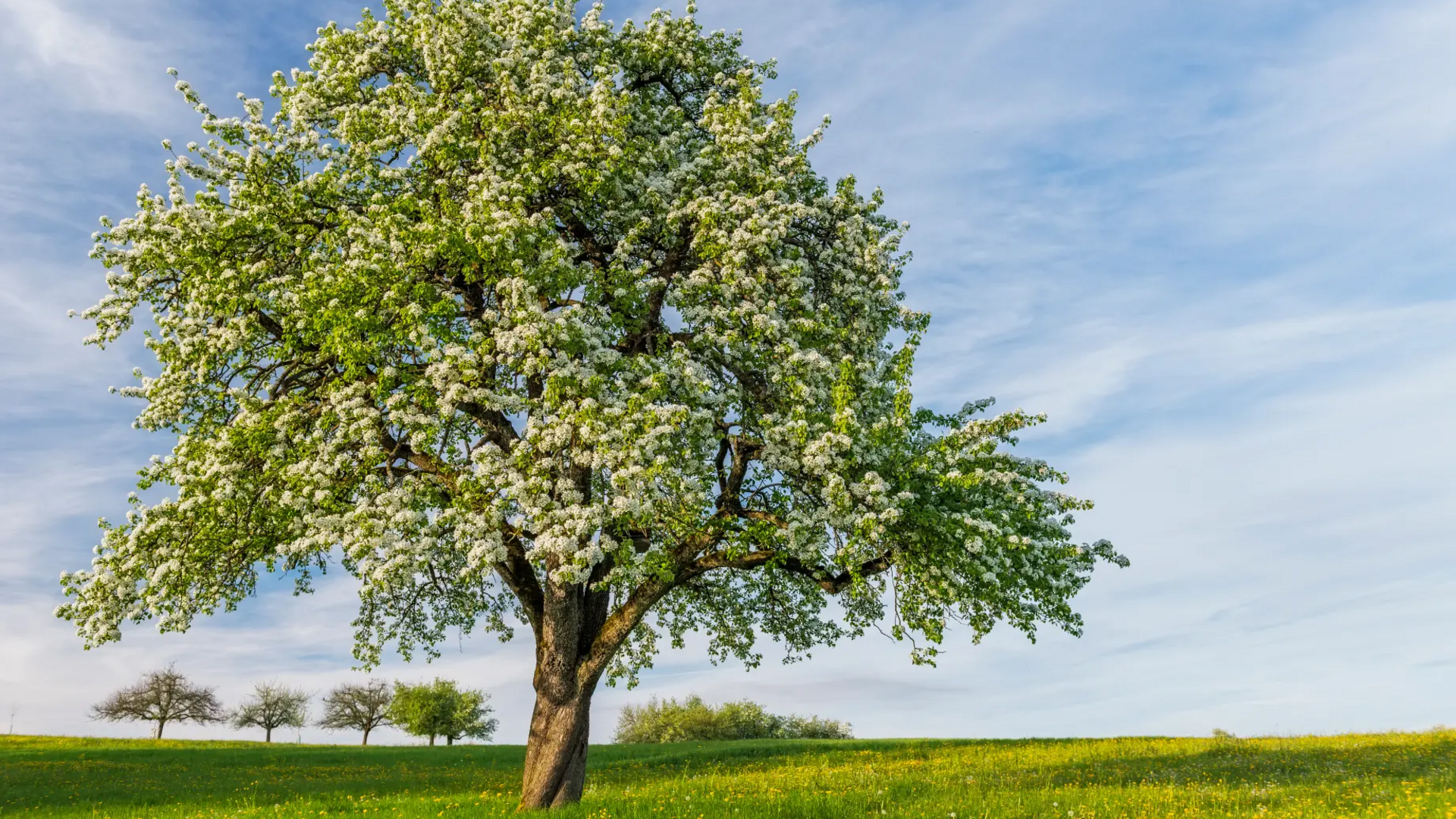 Blooming tree in green meadow under blue sky