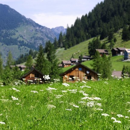 Blooming meadow with wooden huts and forested mountains in the background