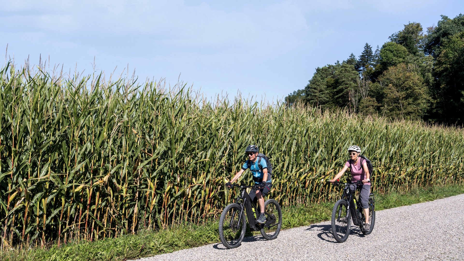 Two cyclists riding on a path beside a cornfield