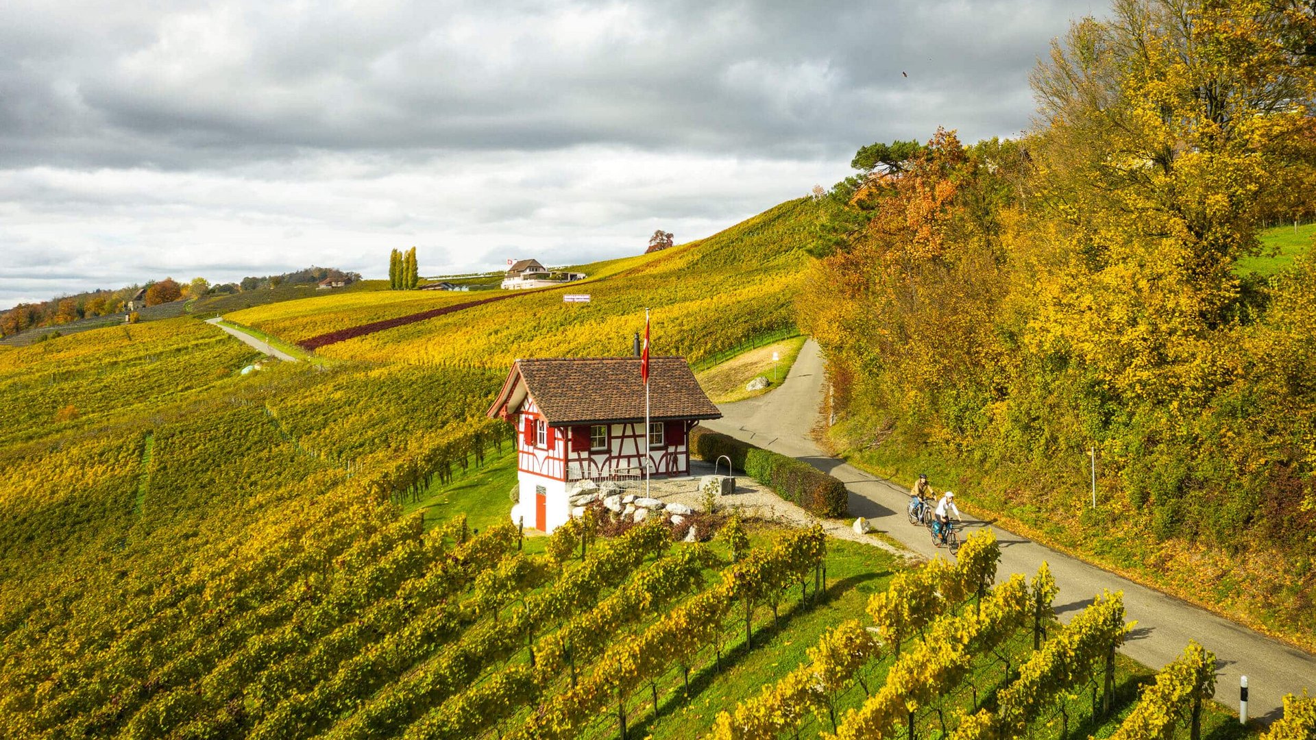 Autumn vineyard landscape with small house and cyclists on country road
