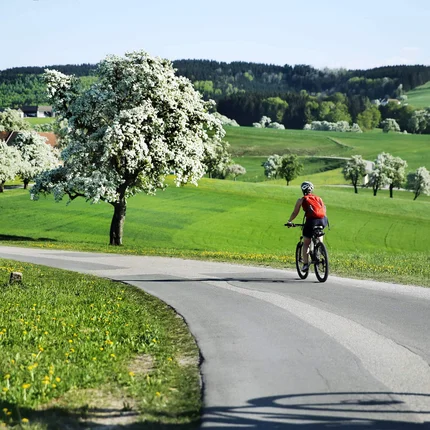 Twee fietsers op landweg met bloeiende bomen en groene heuvels