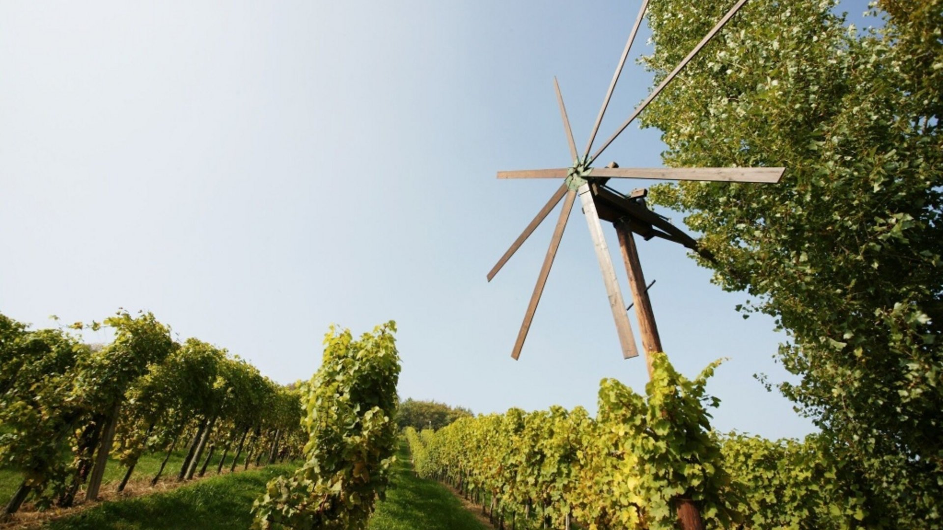 Windmill above a vineyard under clear sky