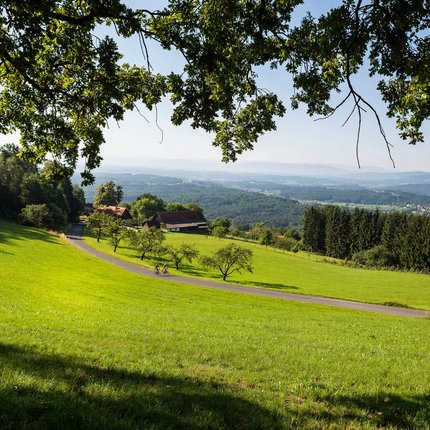 Green rolling hills with farmhouses and cyclists in sunlight