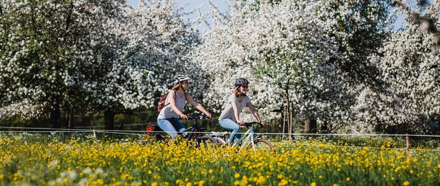 Two women cycling through blooming orchards in spring