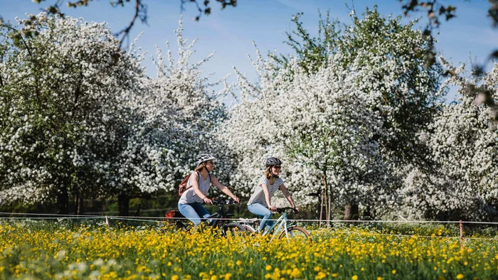 5 Radtouren durch den Thurgau © Ivo Scholz Zwei Frauen fahren Fahrrad durch blühende Obstgärten im Frühling