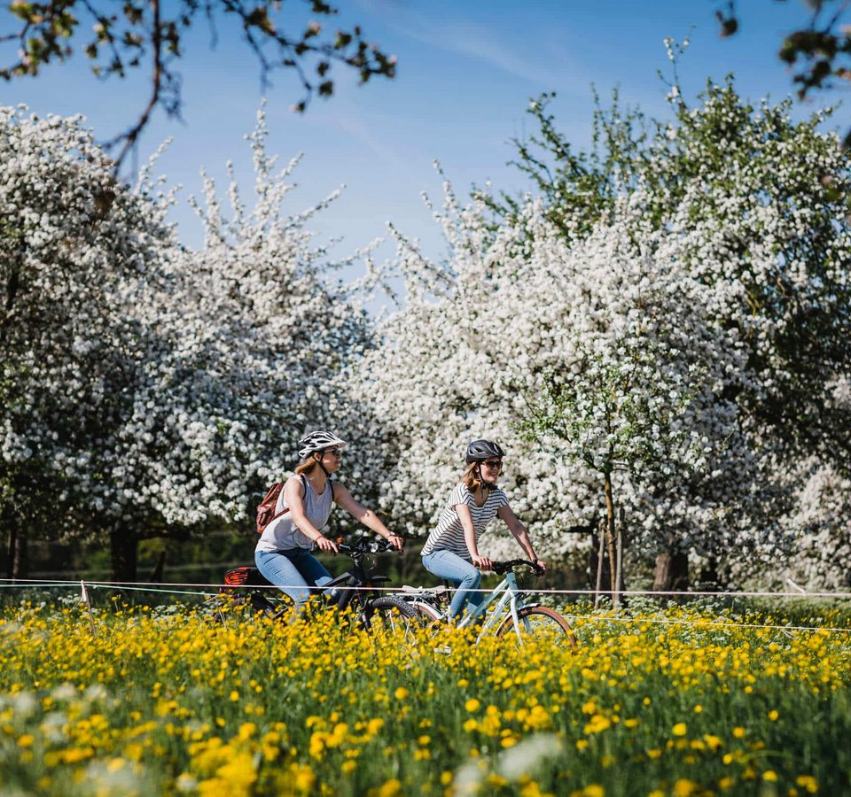 Zwei Frauen fahren Fahrrad durch blühende Obstgärten im Frühling