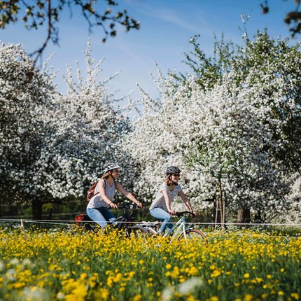 Zwei Frauen fahren Fahrrad durch blühende Obstgärten im Frühling