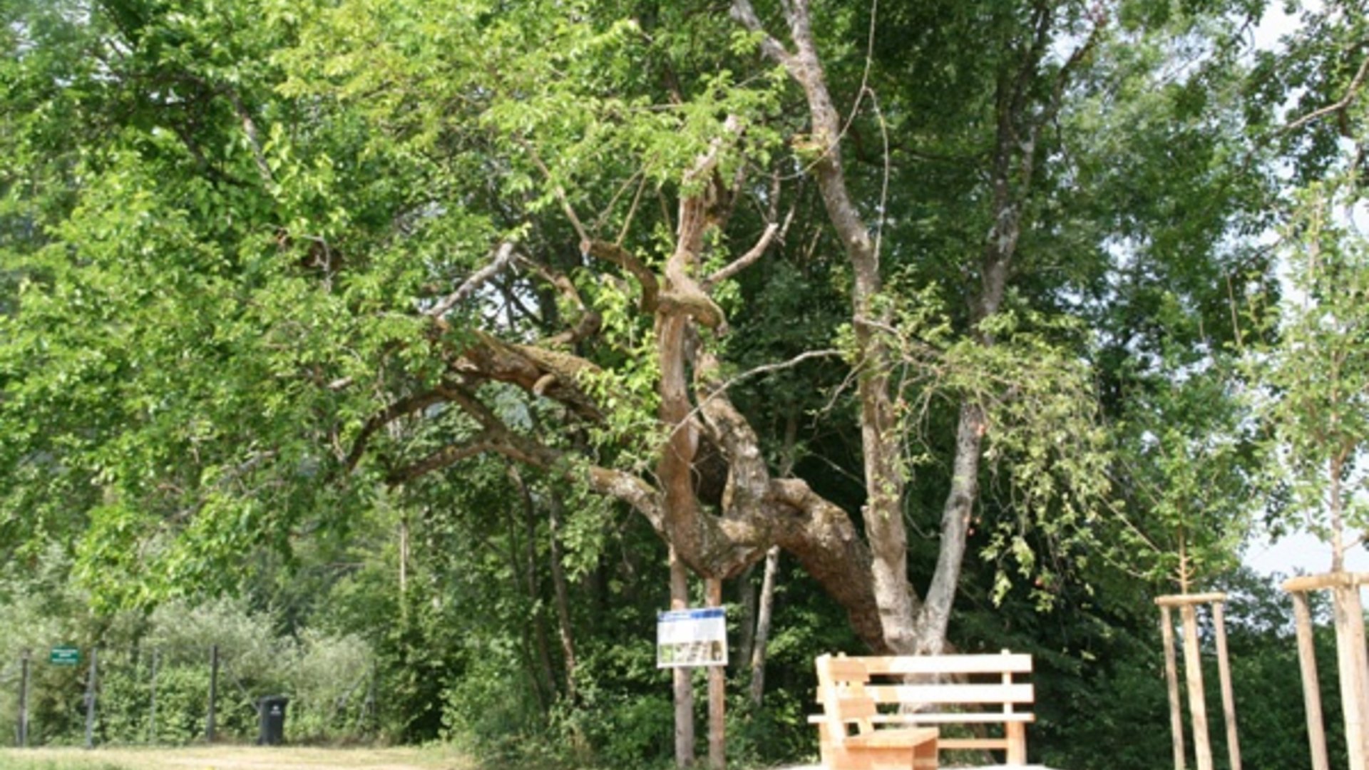 Wooden bench beside old tree in green park area