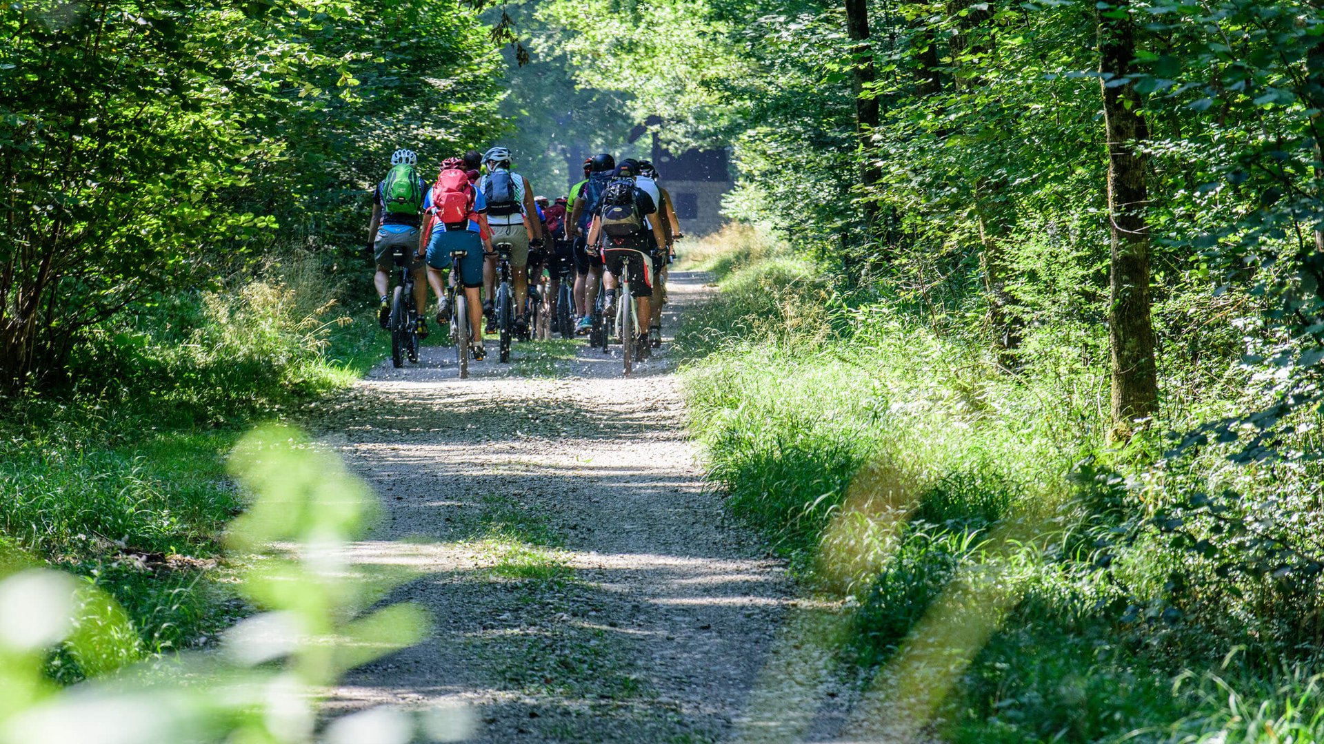 Radurlaub in Anthering © Richard Payr Gruppe von Radfahrern fährt auf Waldweg im Sonnenschein