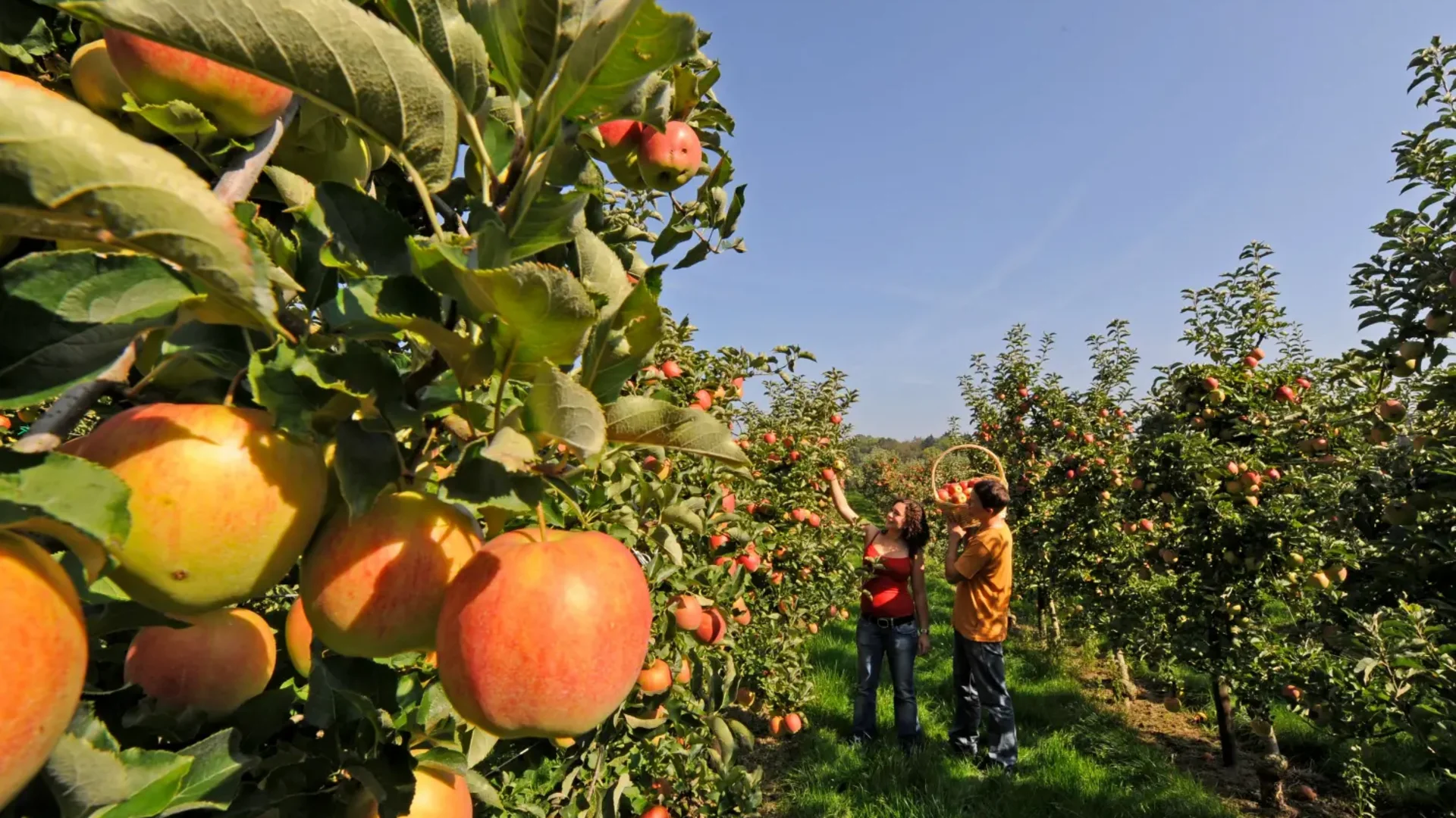 Mensen plukken appels in een boomgaard op een zonnige dag