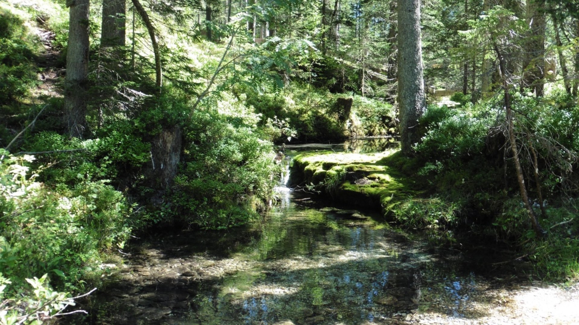 Clear stream flows through green forested landscape