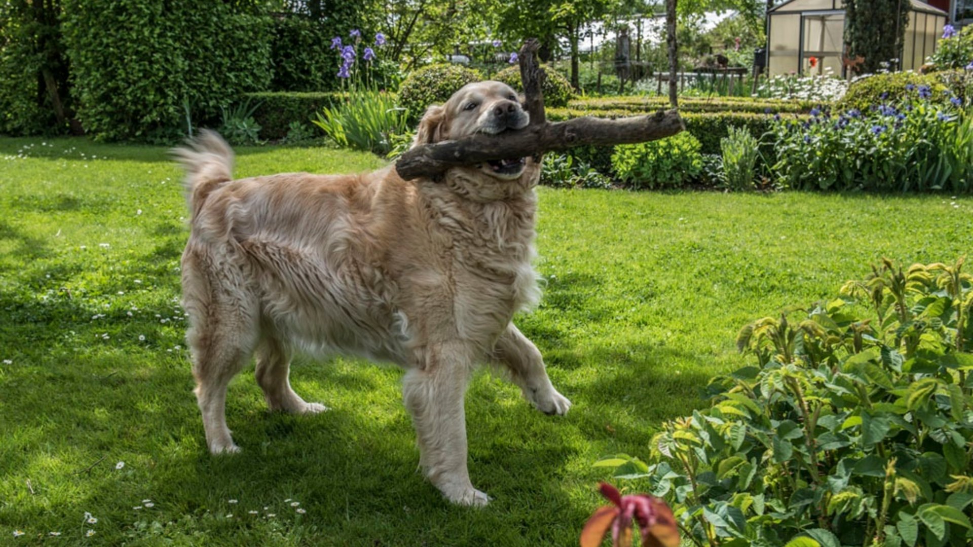 Golden Retriever carrying a large stick in the garden