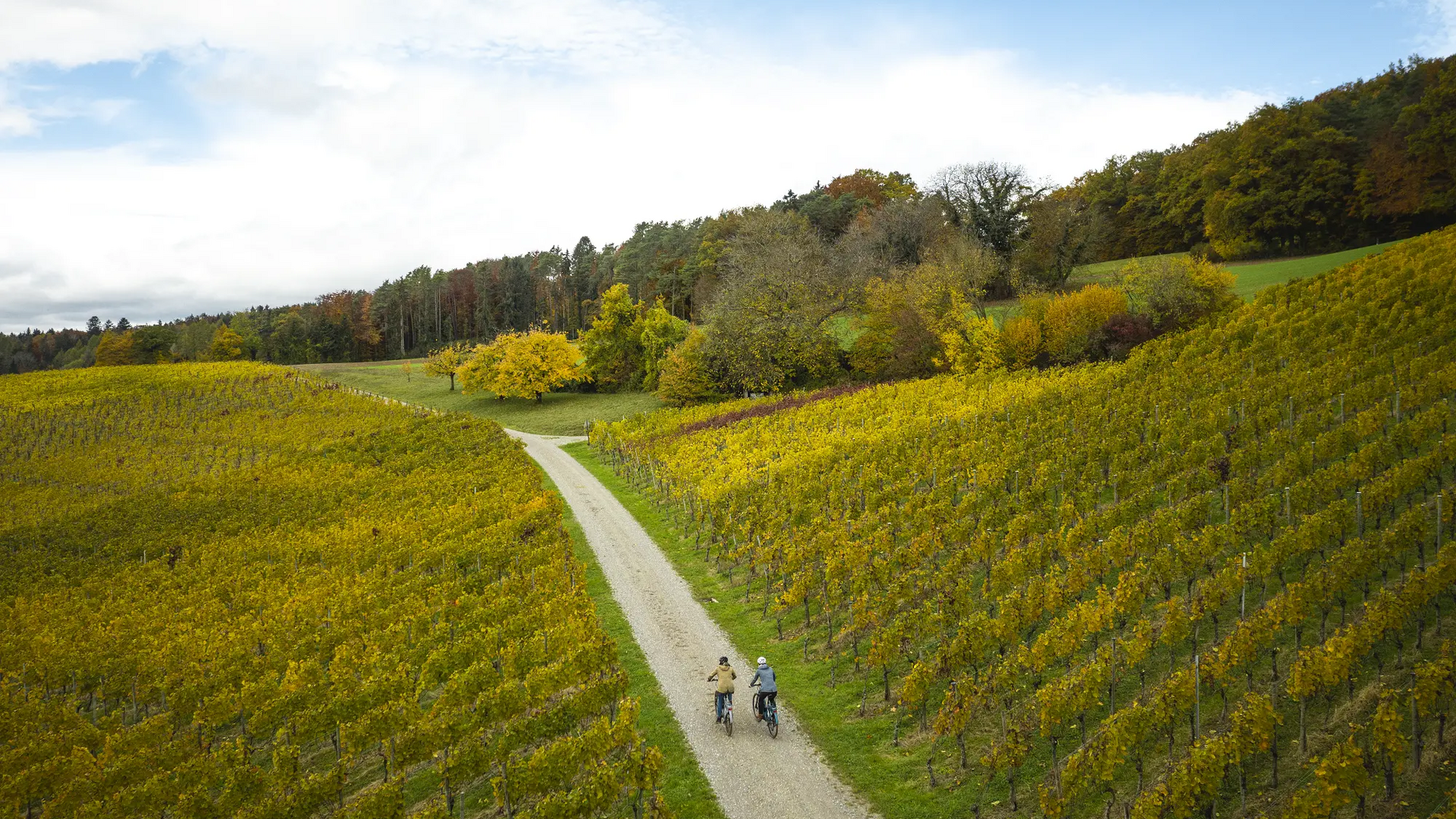 Two cyclists riding on a path through autumn vineyards