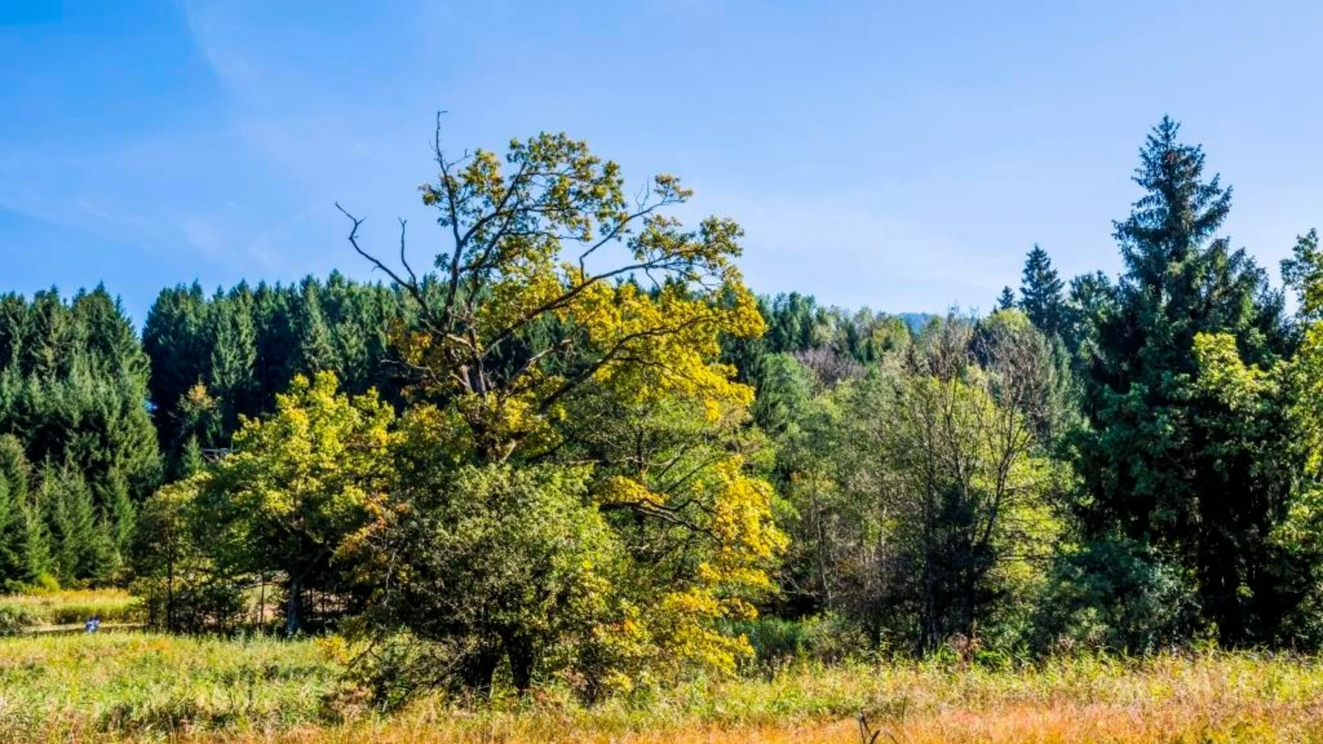 Herbstlicher Wald mit bunten Bäumen und klarem blauem Himmel