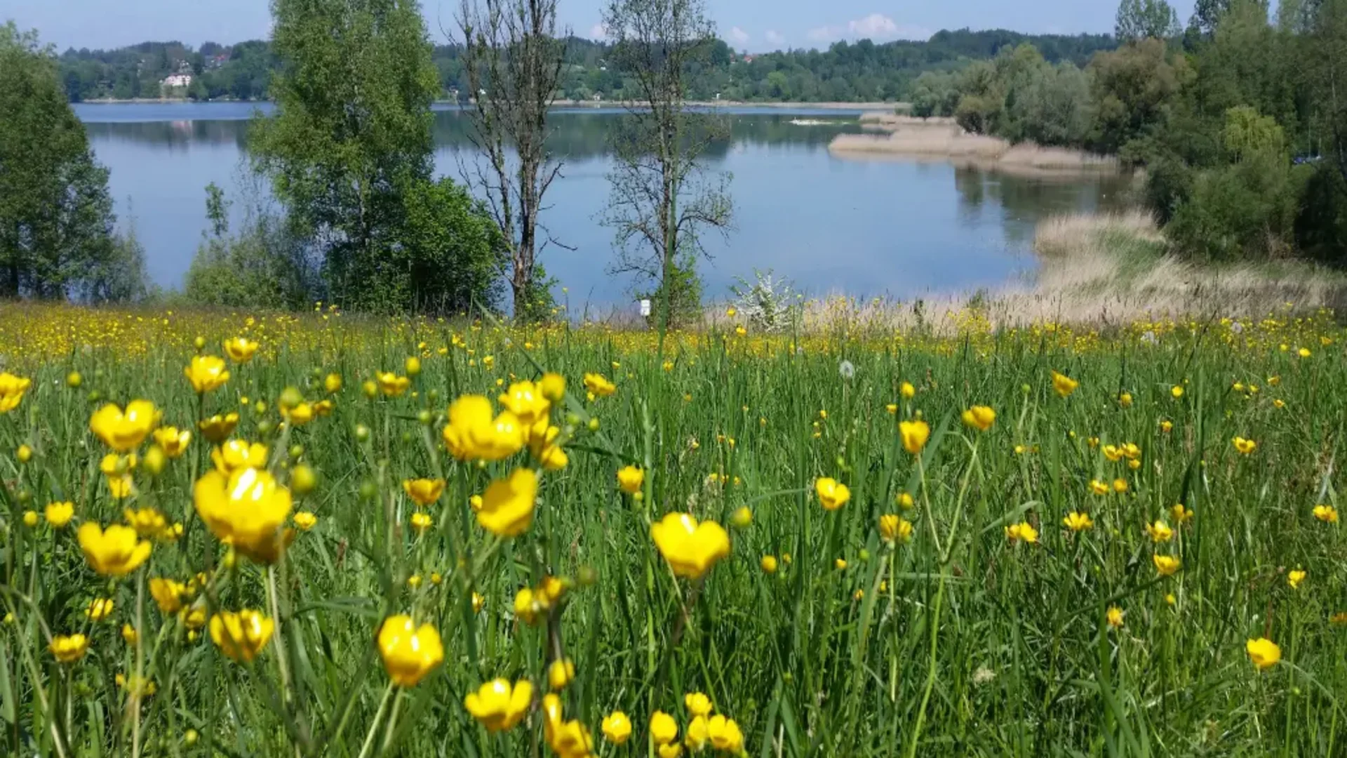 Tour-Detail Gelbe Wildblumen auf einer Wiese vor einem von Bäumen gesäumten See
