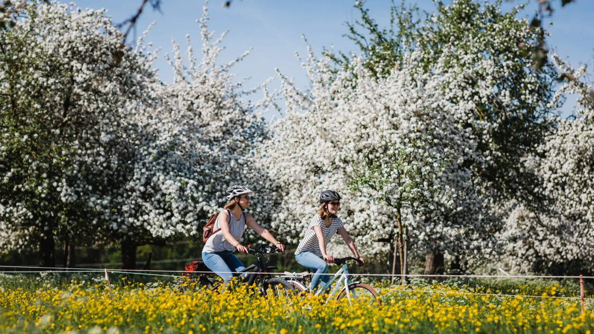 Two women cycling past blooming trees on a spring day
