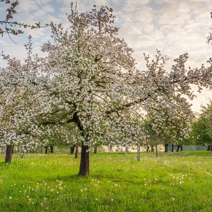 Blooming fruit trees on a green meadow in spring