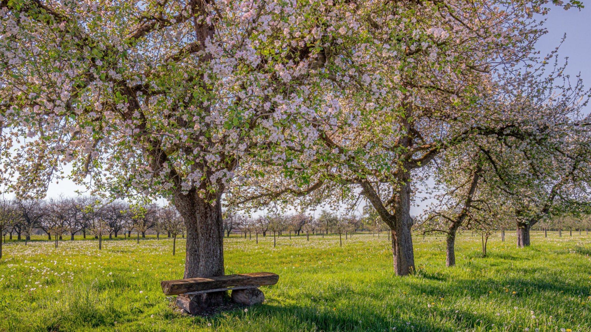 Blooming apple trees in a meadow with a rustic wooden bench