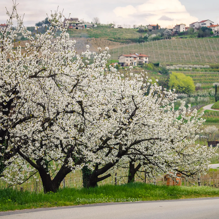 Blooming fruit trees by a country road with vineyards and houses in the background