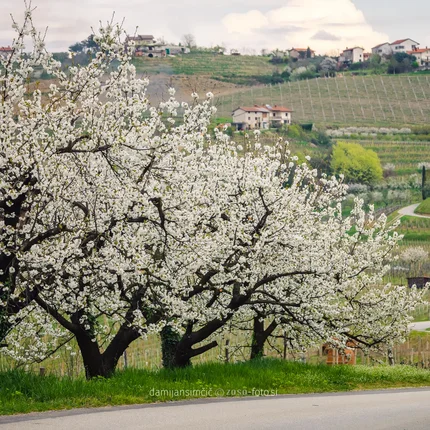 Bloeiende fruitbomen langs een landweg met wijngaarden en huizen op de achtergrond