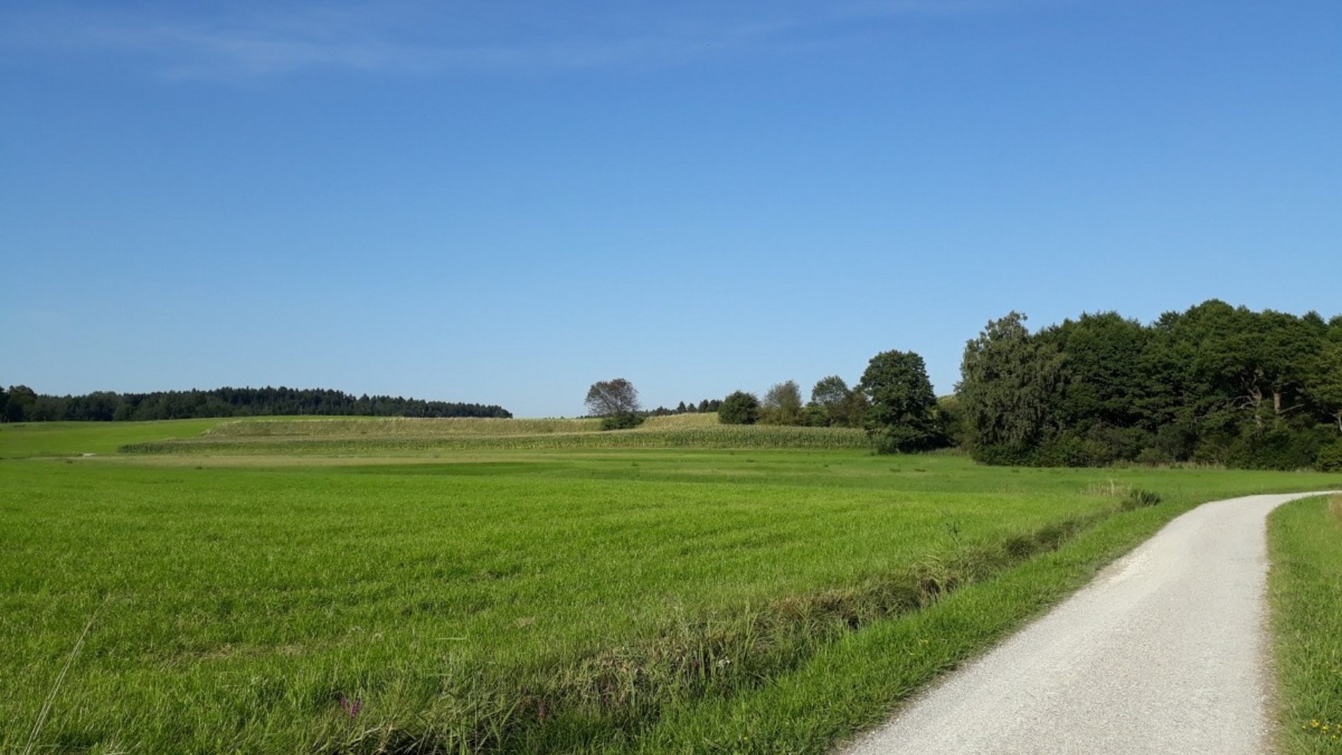 Green grassy field, path on right, trees and clear blue sky