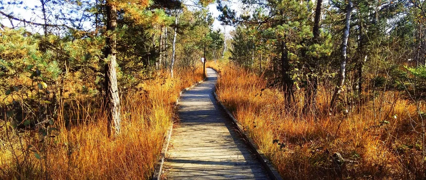 Wooden boardwalk through autumn forest with brown grass and pine trees