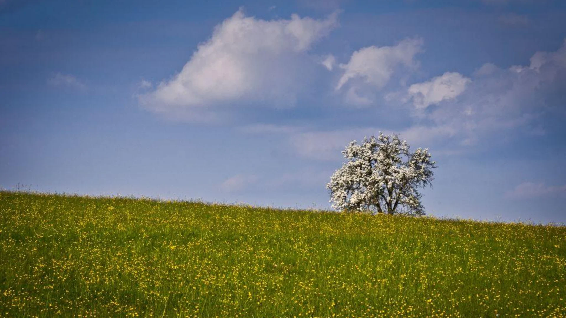 Tour-Detail © Gerald Fimberger Blühender Baum auf grüner Wiese unter blauem Himmel mit Wolken