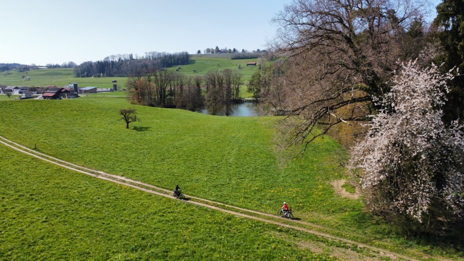 Two cyclists on a path through green meadows with blooming trees