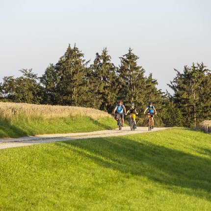 Three cyclists riding on a path between fields and trees