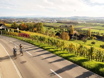 Zwei Radfahrer fahren neben einem Weinberg auf einer Landstraße im Herbst