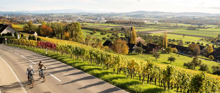 Zwei Radfahrer fahren neben einem Weinberg auf einer Landstraße im Herbst