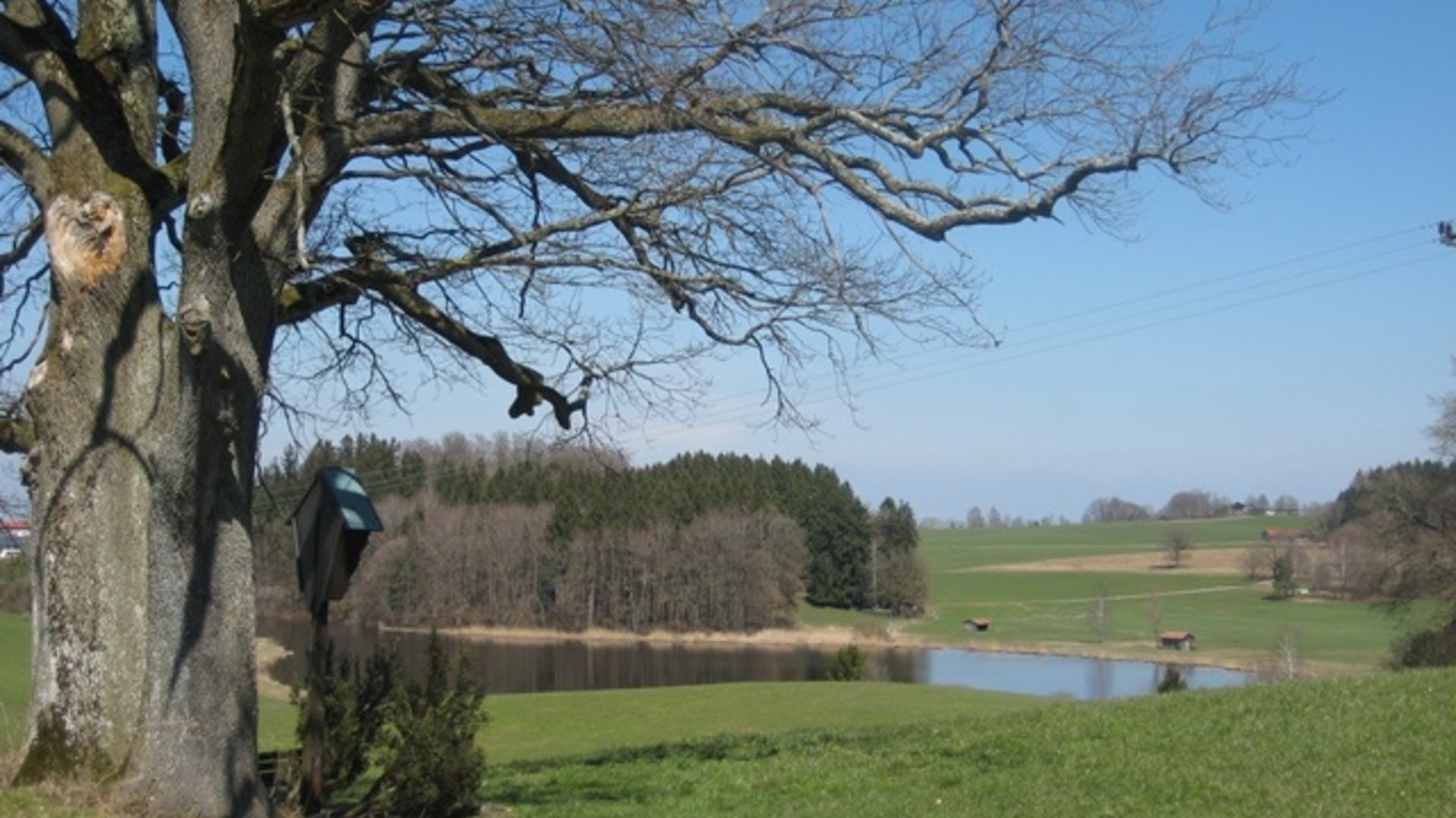 Large tree by a lake shore with green grass and clear blue sky