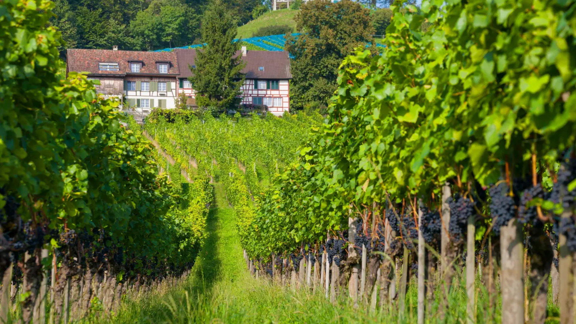 Vineyard with grapevines and houses in the background on a sunny day