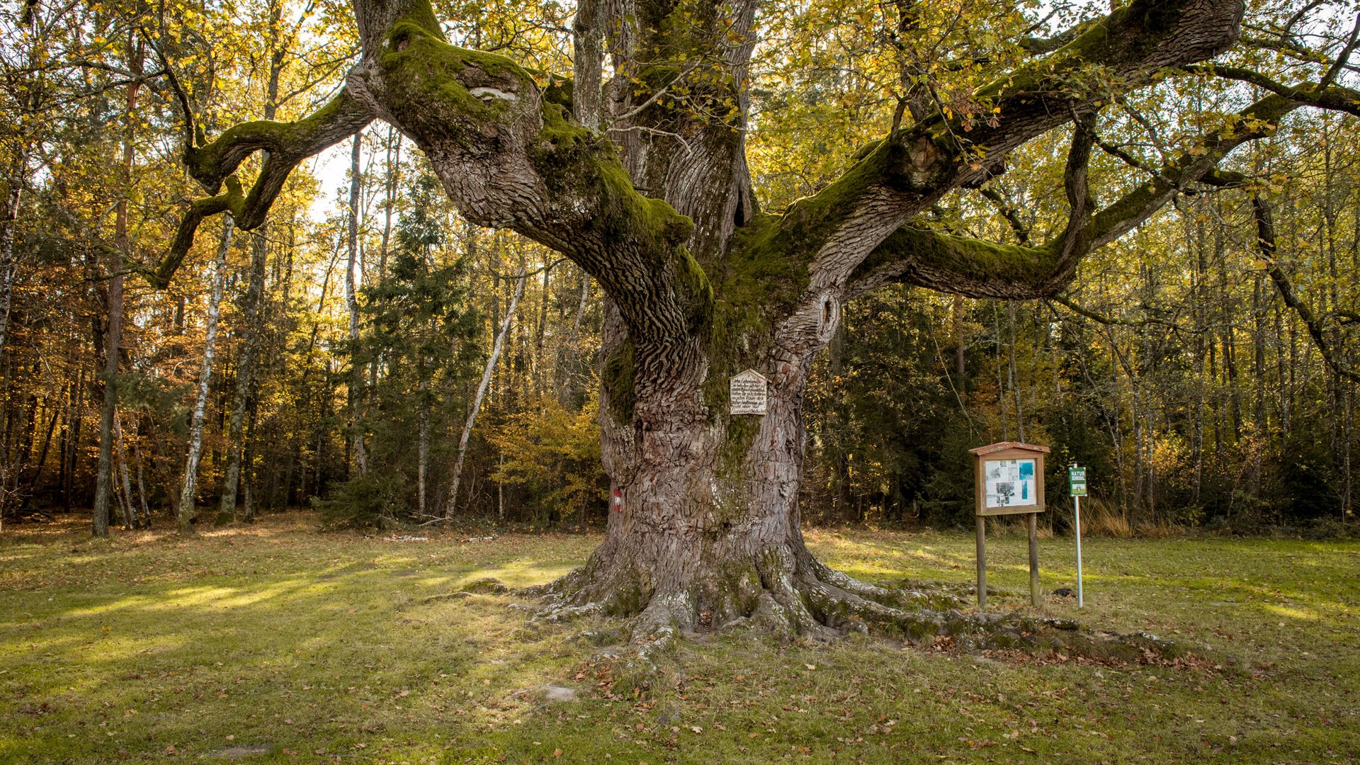 Alter Baum mit Moos im Waldlichtung vor Infotafeln