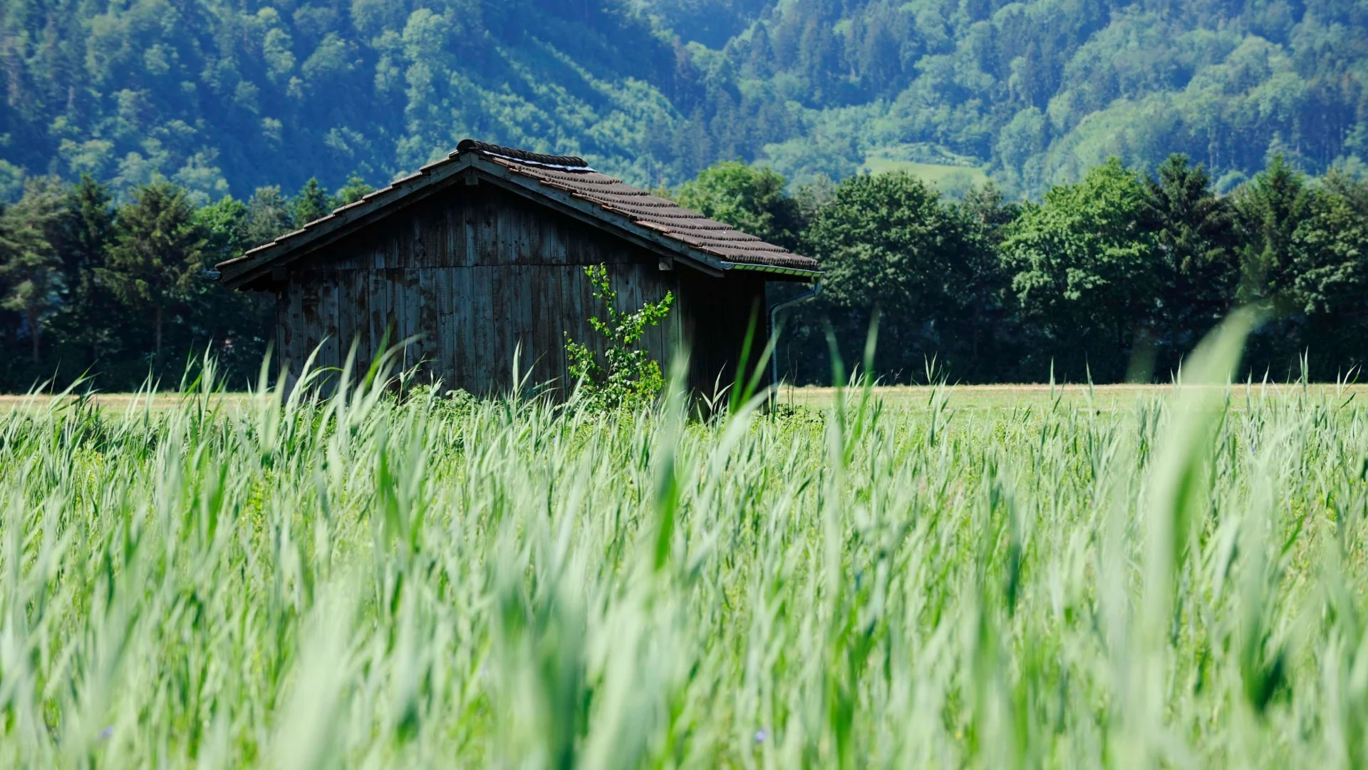 Holzhütte in grünem Feld vor bewaldetem Berg