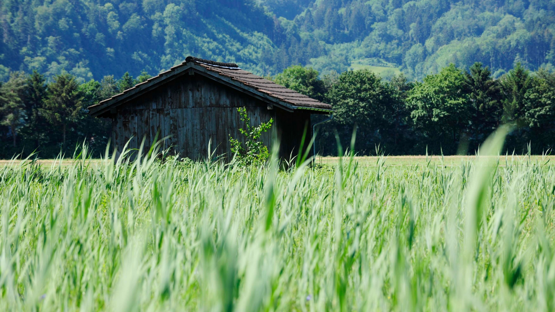 Wooden hut in green field with forested mountain backdrop
