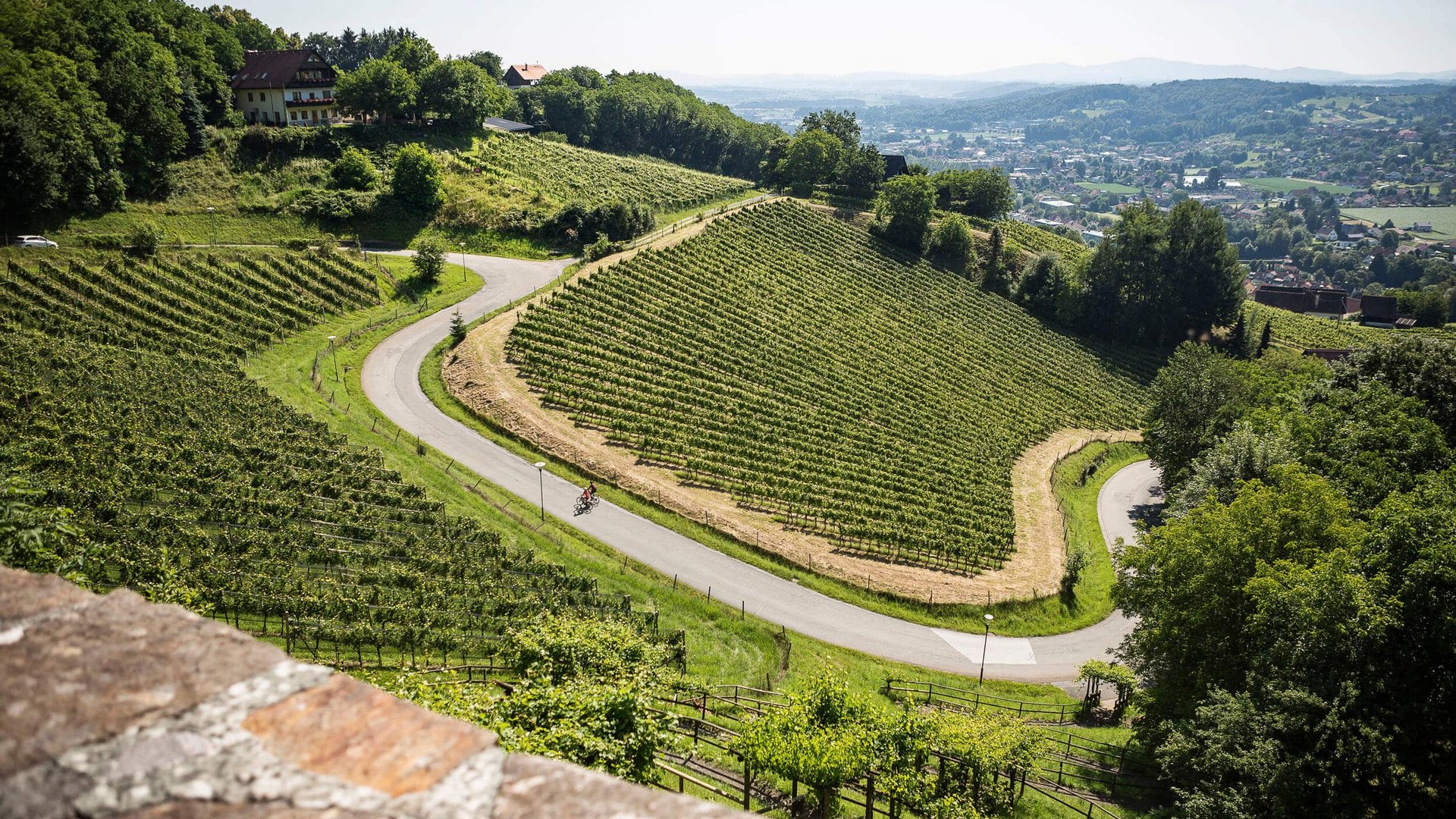 Winding road through green vineyards with houses in the background